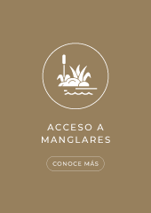 Acceso a Manglares Sanctuary